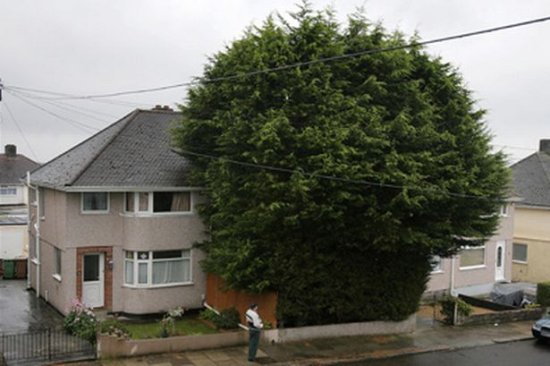 Drzewo w granicy działki drzewo-w-granicy-dzialki